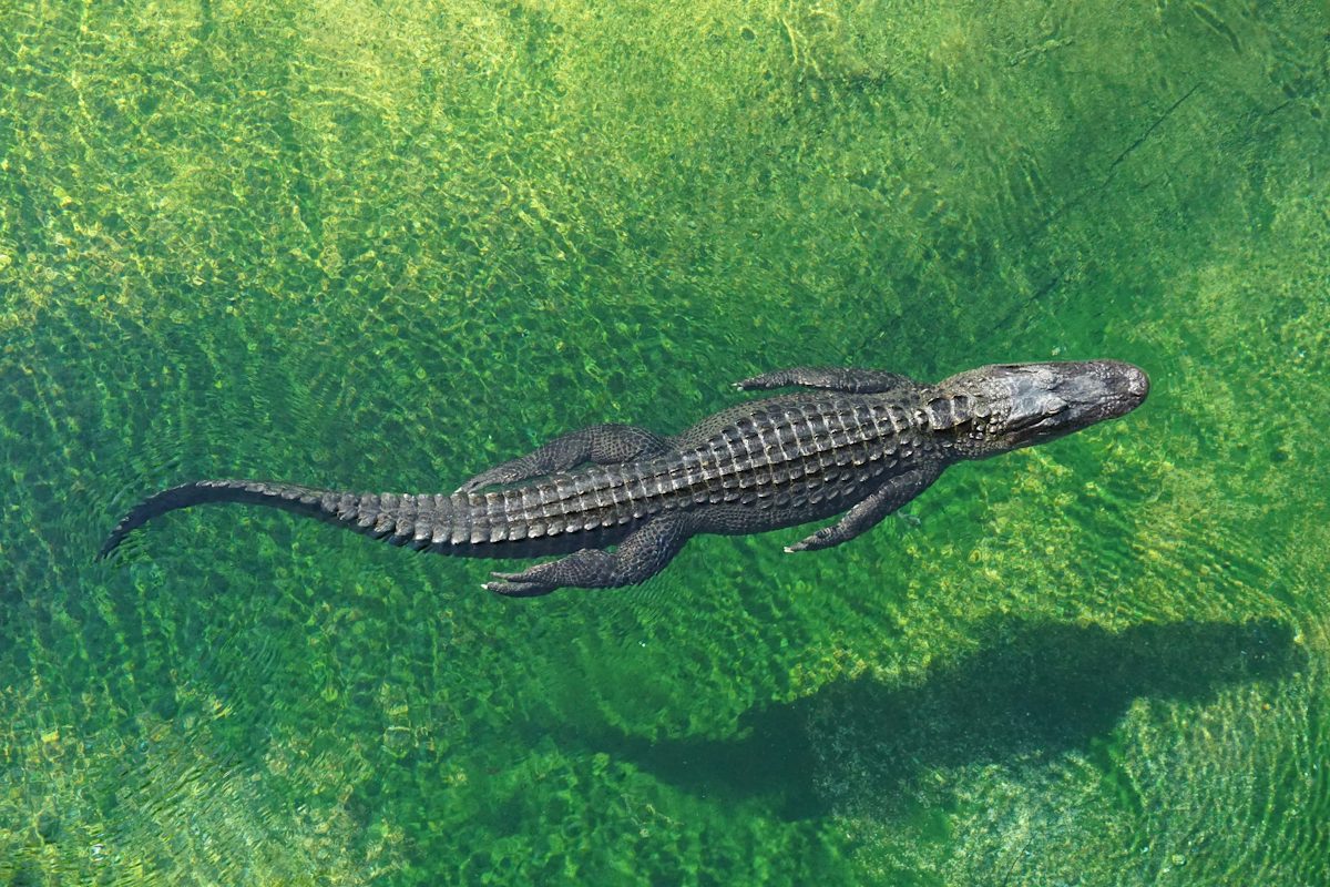 crocodile in body of water — illustrative stock photo