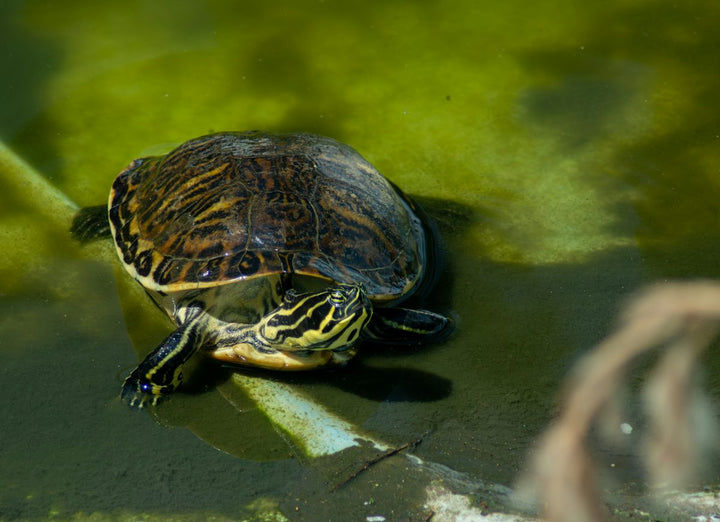 a turtle sitting on top of a body of water — illustrative stock photo