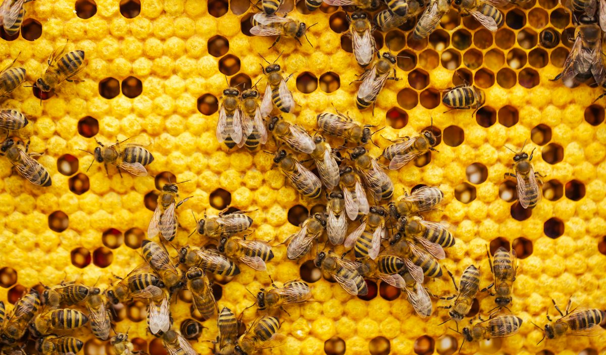 a bunch of bees that are on a beehive — illustrative stock photo