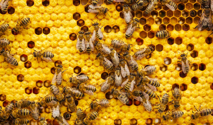 a bunch of bees that are on a beehive — illustrative stock photo